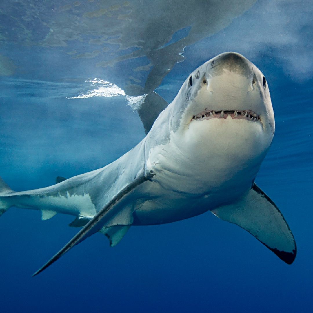 Va'kur  shark